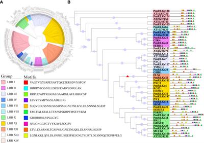 Comprehensive analysis of LRR-RLKs and key gene identification in Pinus massoniana resistant to pine wood nematode